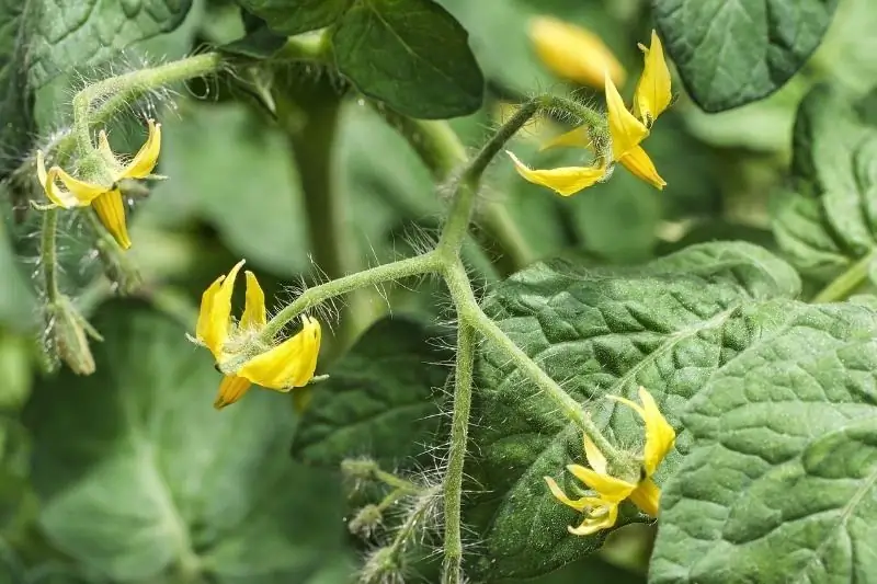 Topdressing Voor De Vorming Van Tomateneierstokken