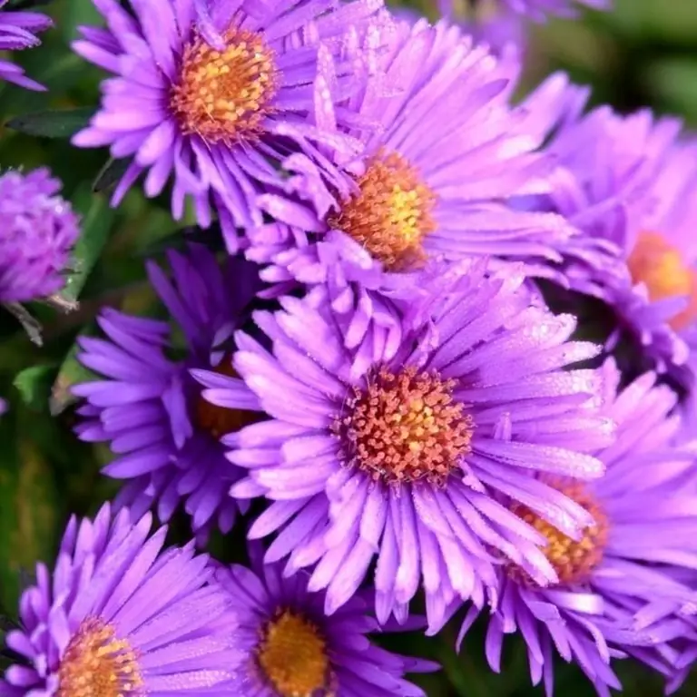 Variétés Populaires D'asters Américains Qui Fleurissent à L'automne