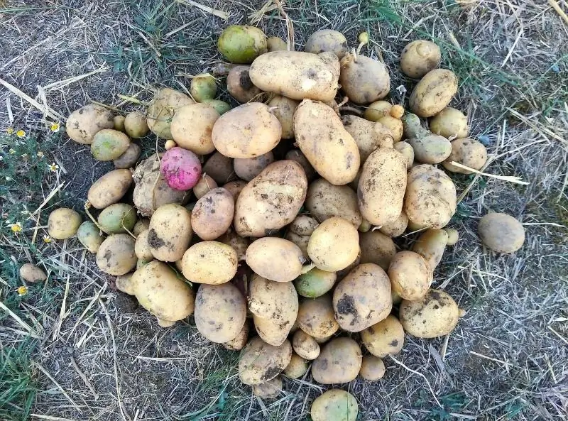 5 Erreurs Du Jardinier Qui Entraînent La Détérioration Des Pommes De Terre Pendant Le Stockage