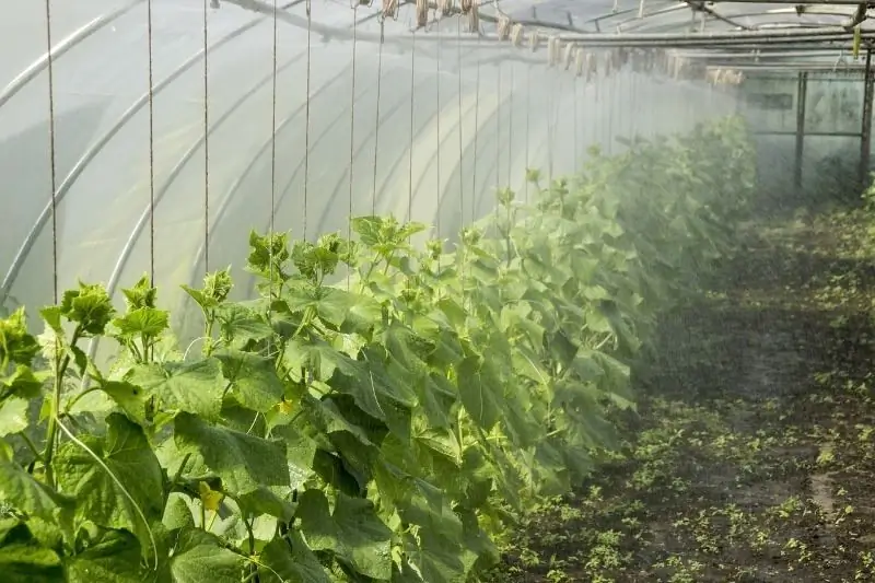 Reasons For The Appearance Of Bitterness In Greenhouse Cucumbers