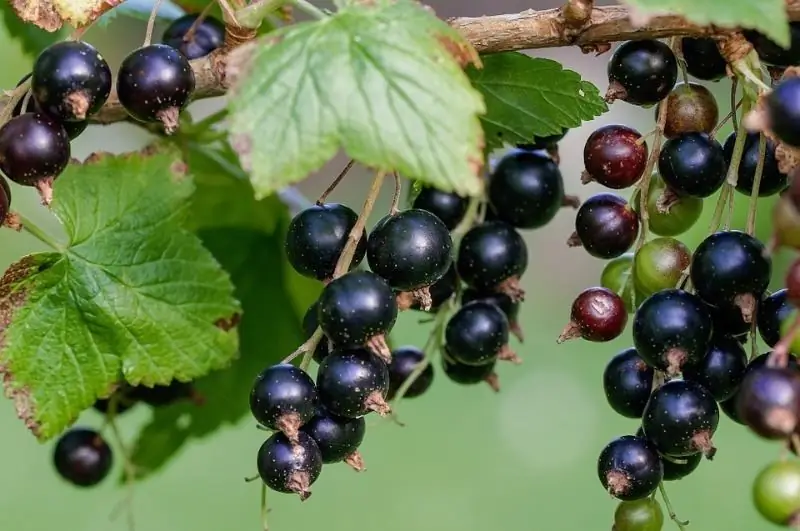 Hur Man Förbereder Vinbärsbuskar För Vintern