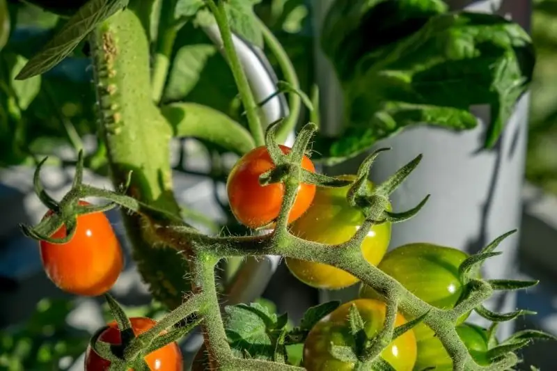 7 Misconceptions Of Summer Residents That Prevent Them From Growing A Rich Harvest