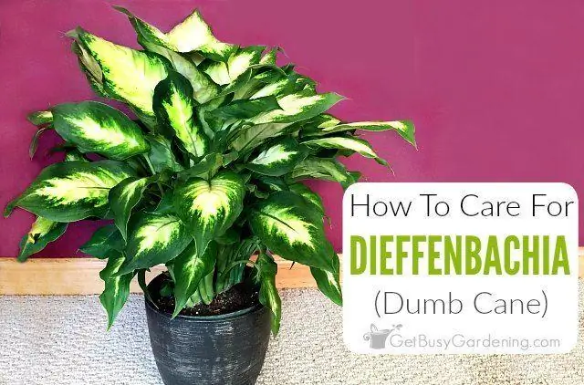 Calathea: Alles Oor Plant En Reproduksie, Die Versorging Van 'n Blom Tuis + Foto's En Video's