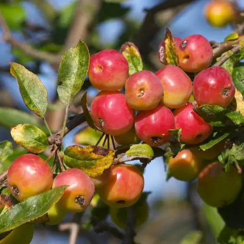 Äppelträd Melba: Beskrivning Och Egenskaper Hos Sorten, Fördelar Och Nackdelar, Plantering Och Vårdfunktioner + Foton Och Recensioner