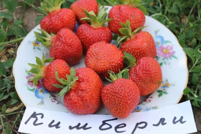 A Variety Of Garden Strawberries (or Strawberries) Kimberly - Description, Care And Other Features + Photo