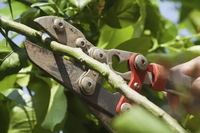 Paano At Kailan Isinasagawa Ang Tamang Pruning Ng Mga Seresa: Pagbuo Ng Korona, Kalinisan At Kontra-pagtanda Na May Mga Diagram At Video