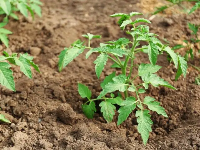 Pepinos De Plántula En Casa: Cuándo Plantar En Según El Calendario Lunar, Métodos De Cultivo, Reglas De Cuidado