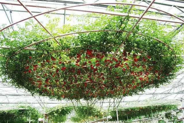 Cara Menanam Pokok Tomato Di Rumah: Octopus, Tsifomandra Dan Varieti Lain, Ulasan, Foto Dan Video