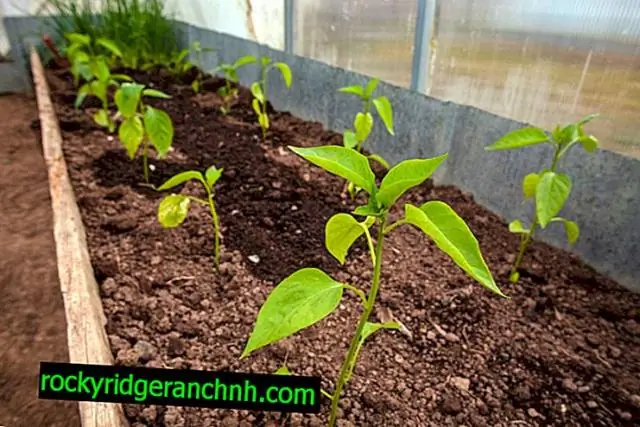 Seedlings Of Eggplant At Home: Planting According To The Lunar Calendar 2019, Features Of Growing In Different Ways, Rules For Leaving With Video