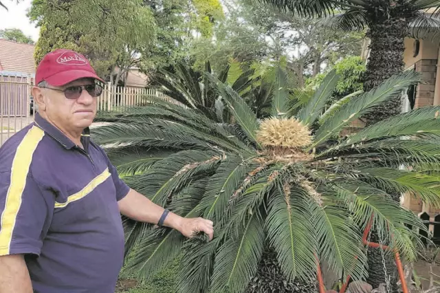 Wie Man Die Blüte Von Dahlien Verlängert