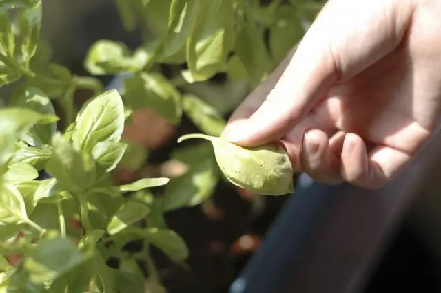 Groeiende Roosmaryn In 'n Woonstel: Plant, Versorg En Ander Nuanses