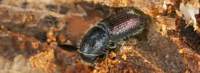 Paano Mapupuksa Ang Isang Bark Beetle O Isang Grinder Beetle Sa Bahay, Kung Paano Iproseso Ang Puwang