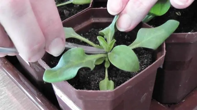 Petunia Në Rritje Në Tableta Torfe: Udhëzime Hap Pas Hapi Për Mbjelljen Dhe Kujdesin + Foto Dhe Video